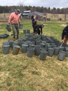 Students gathering sap buckets at the Wendy Hill Farm. Courtesy of Ms. Kornfeld